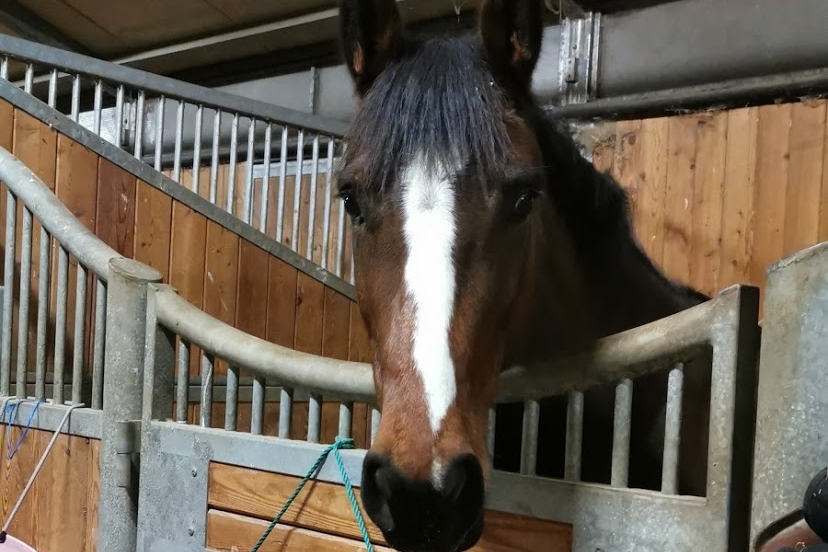 Cheval bai a vendre deals
